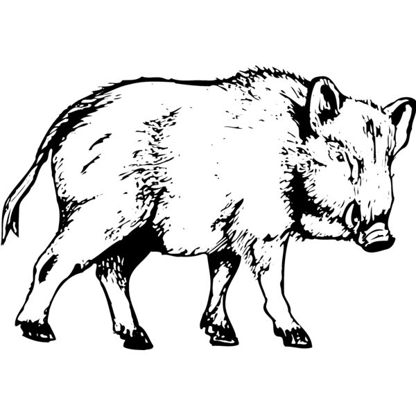 BOAR0003 Thumbnail