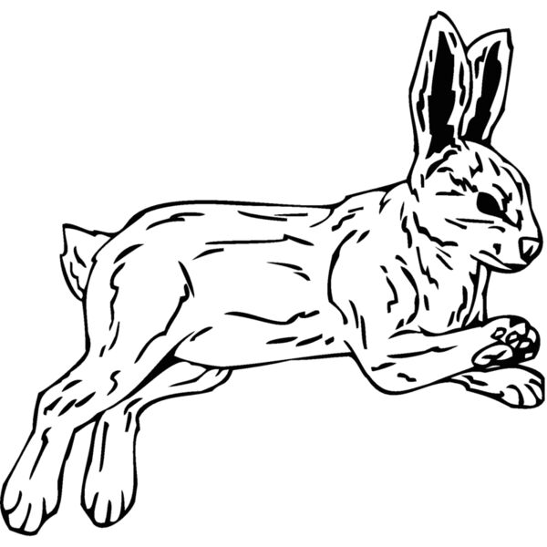 rabbit Thumbnail