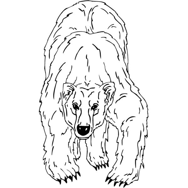 polar bear 1 Thumbnail