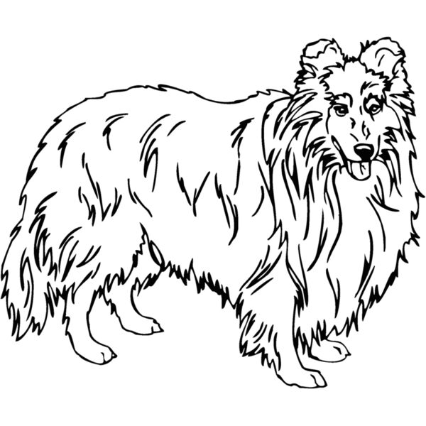 shetland sheepdog Thumbnail