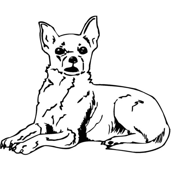 chihuahua2 Thumbnail