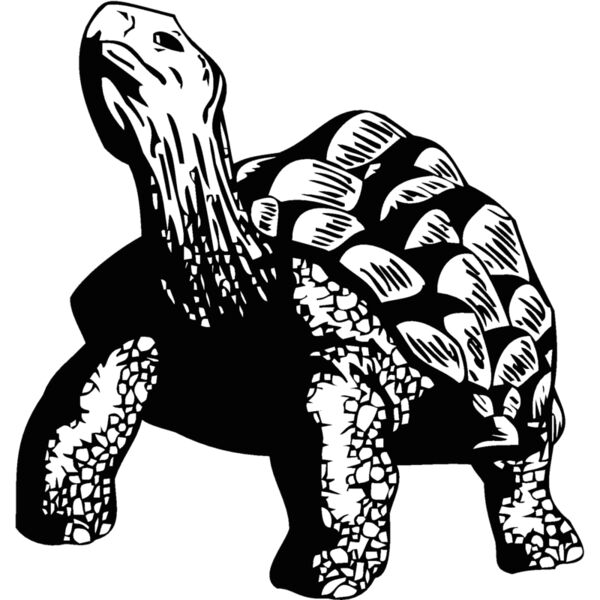tortoise Thumbnail