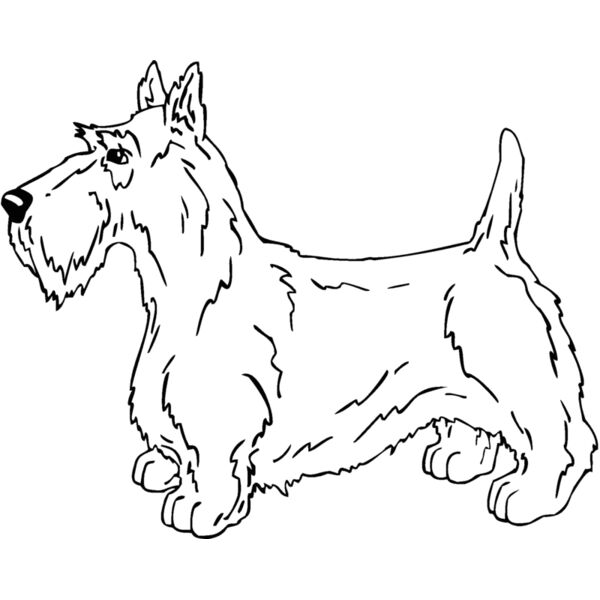scottish terrier Thumbnail