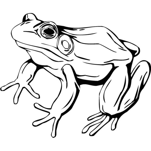 frog2 Thumbnail