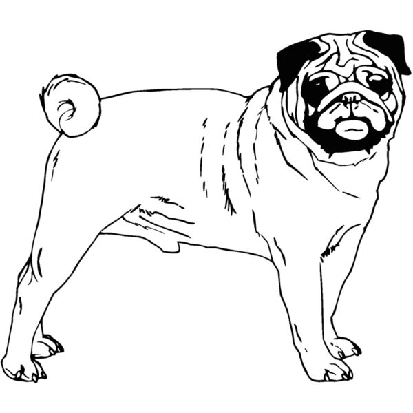 pug2 Thumbnail
