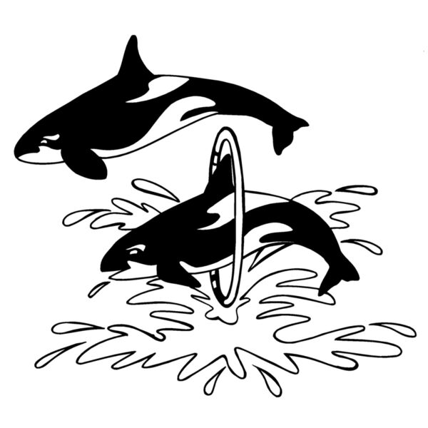 killerwhale02 Thumbnail