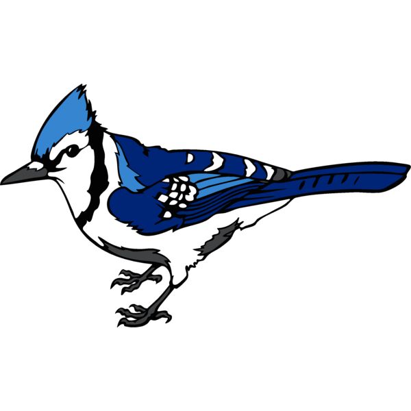 bluejay3 Thumbnail